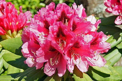 Œuvre de Le Menet: Fleur de rhododendrons