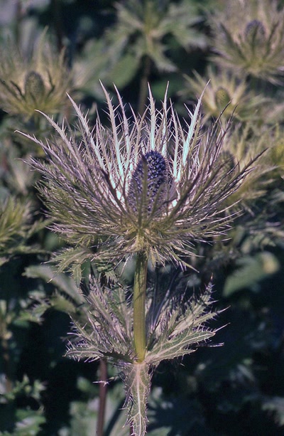 Résultat de recherche: Chardon Bleu