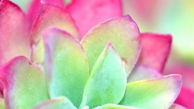 Résultat de recherche: gourmandise...pour les yeux