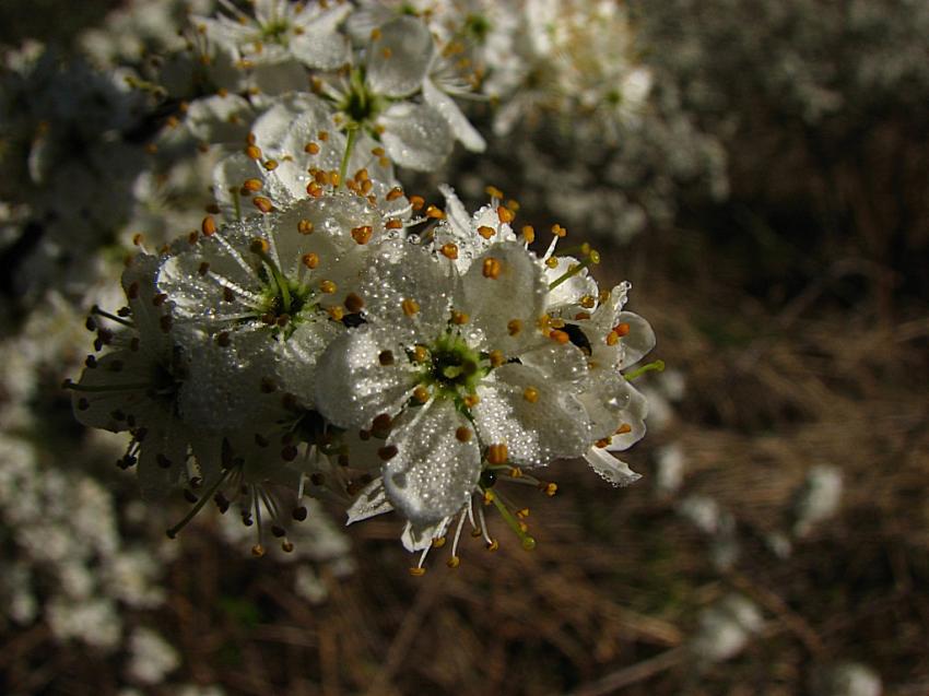 Fleurs d'aubépine 