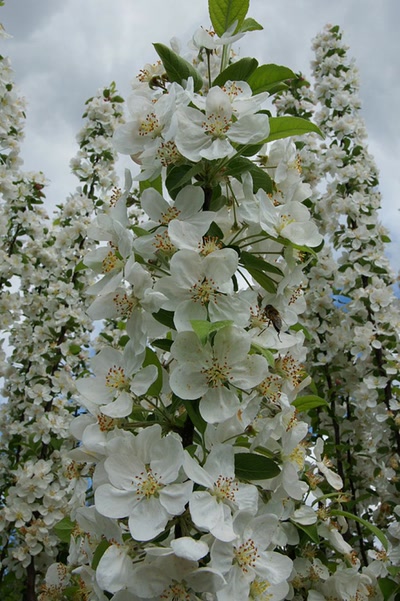 Résultat de recherche: Le lac d'Aureilhan au printemps