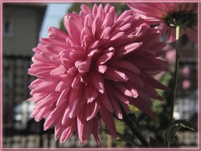 Résultat de recherche: Fleur 161110