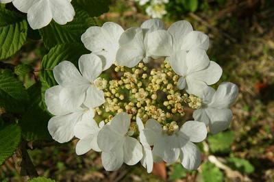 Résultat de recherche: Le lac d'Aureilhan au printemps