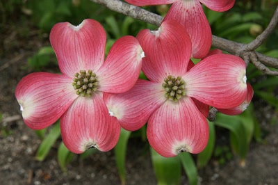 Résultat de recherche: Le lac d'Aureilhan au printemps