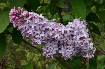 Résultat de recherche: Le lac d'Aureilhan au printemps