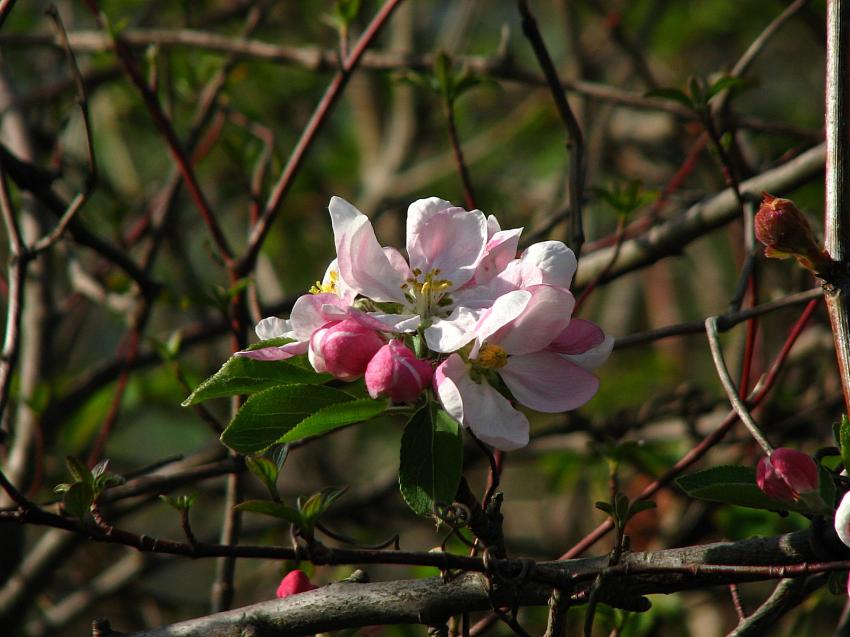 pommier sauvage 2011