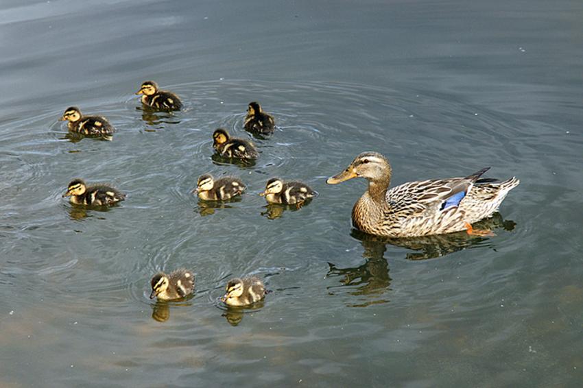 Le lac d'Aureilhan au printemps