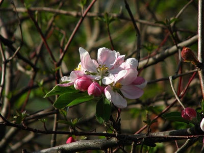 Œuvre de louloup: pommier sauvage 2011