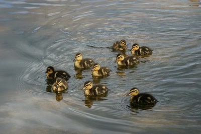 Résultat de recherche: Le lac d'Aureilhan au printemps