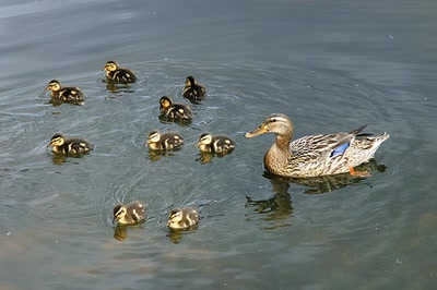 Résultat de recherche: Le lac d'Aureilhan au printemps