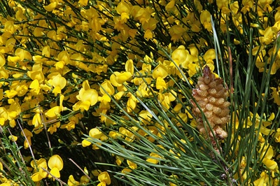 Résultat de recherche: Le lac d'Aureilhan au printemps