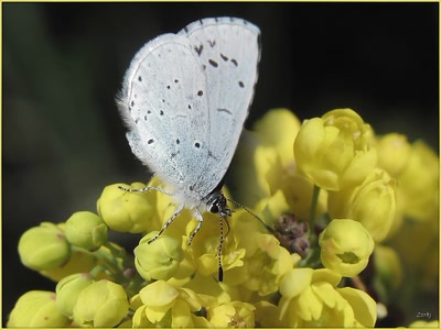 Œuvre de Zvrki: Papillon 6411