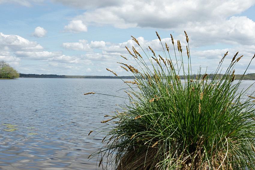 Le lac d'Aureilhan au printemps