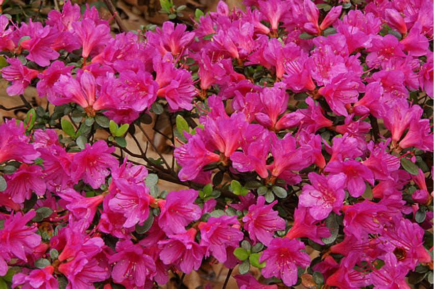 Le lac d'Aureilhan au printemps