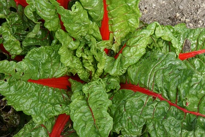 Le lac d'Aureilhan au printemps
