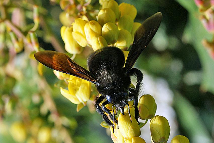 Le lac d'Aureilhan au printemps