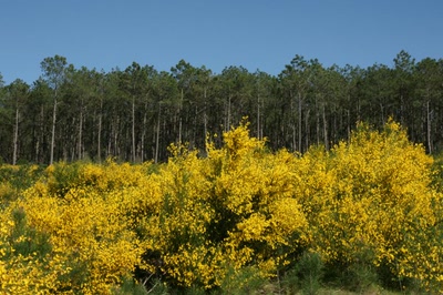 Le lac d'Aureilhan au printemps