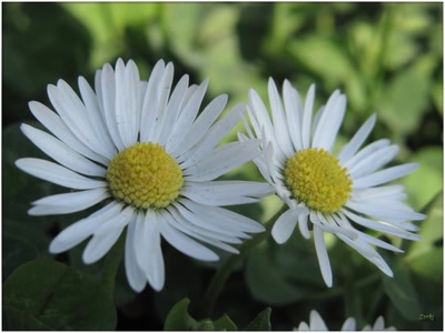 Œuvre de Zvrki: Paquarettes 6411 3