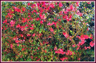 Résultat de recherche: Cognassier du Japon