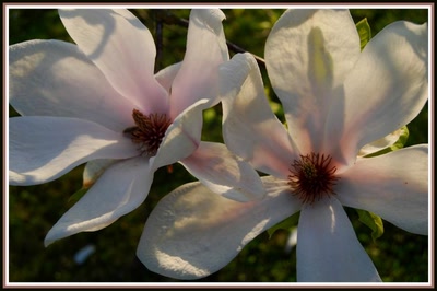 Résultat de recherche: Fleurs du magnolia