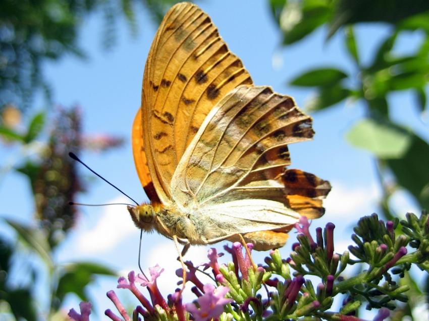 ils sont de retour...