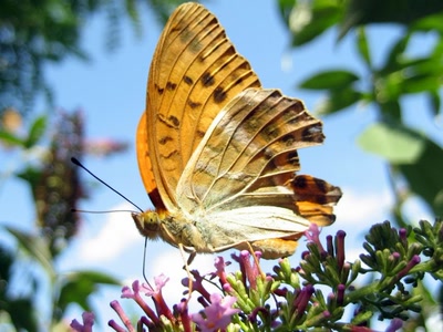 Résultat de recherche: ils sont de retour...
