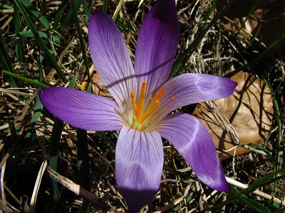 Crocus sauvage