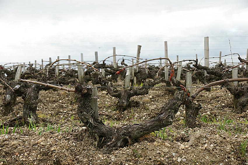 Châteaux de vin en Médoc