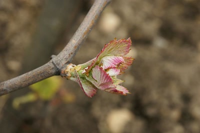 Châteaux de vin en Médoc