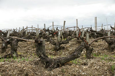 Châteaux de vin en Médoc