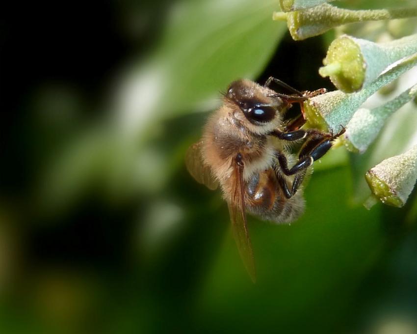 elle commence à butiner