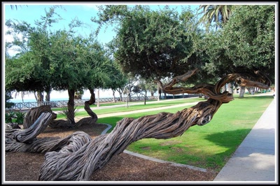 Résultat de recherche: Australian tea trees à Los Angeles