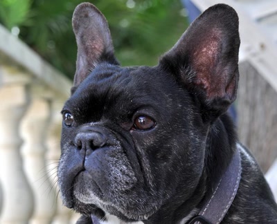 Résultat de recherche: Portrait de bouledogue français