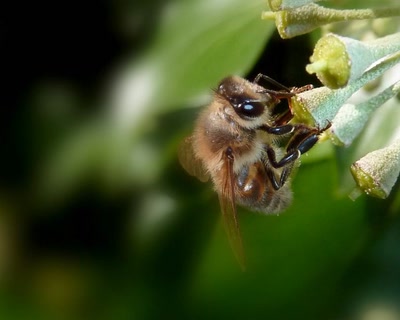 elle commence à butiner