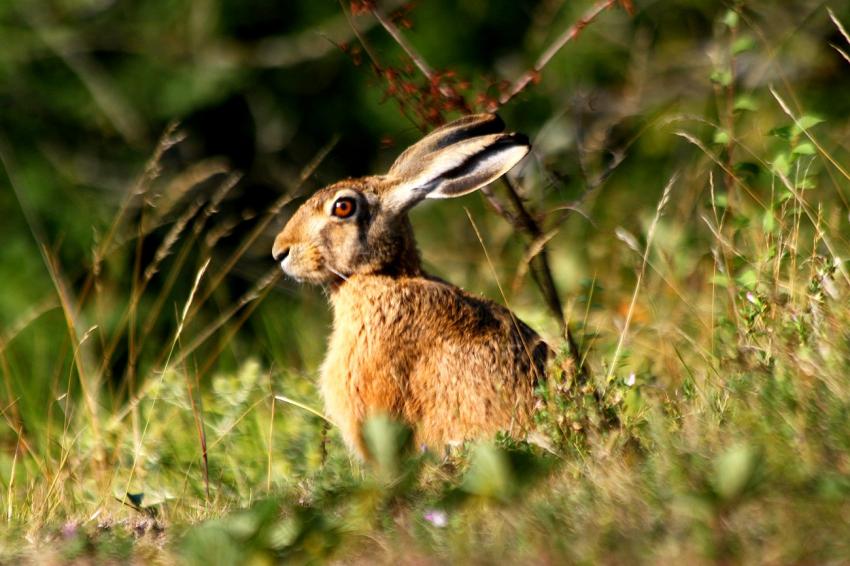 Le lièvre de Pâques
