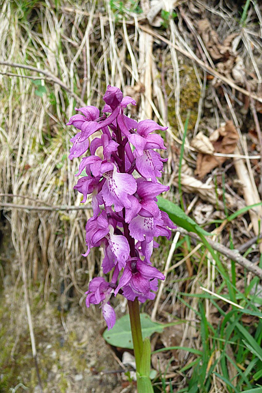Printemps à Azet (Htes Pyrénées)