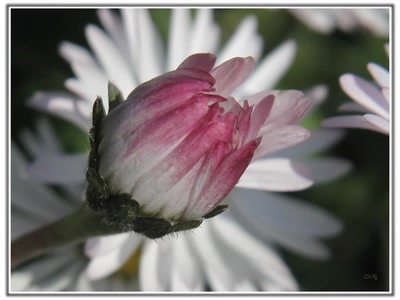 Œuvre de Zvrki: Paquarette 6411 3