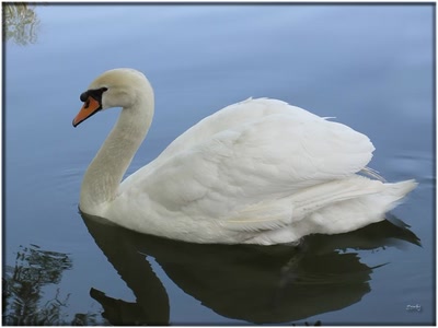 Œuvre de Zvrki: Cygne 80509 2