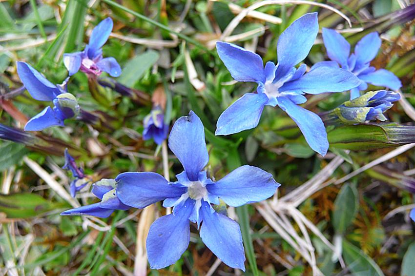 Printemps à Azet (Htes Pyrénées)