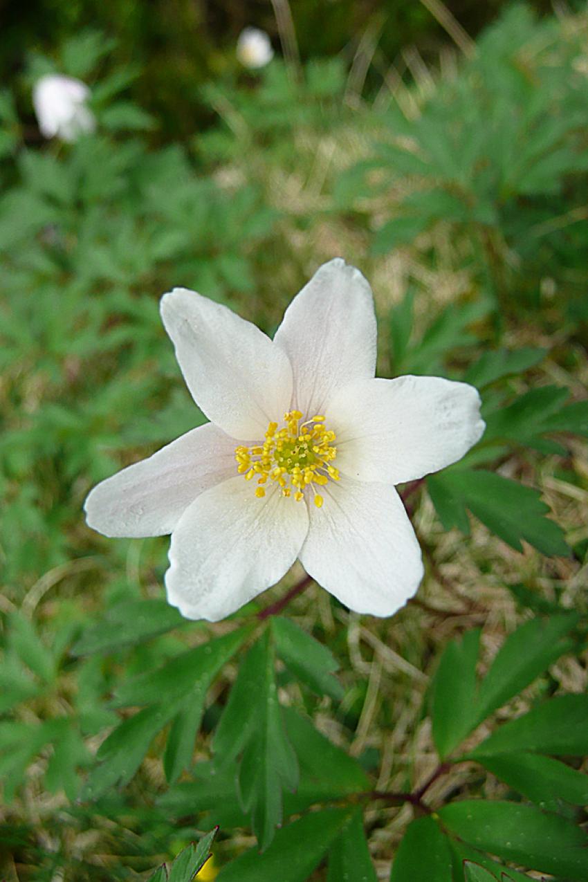 Printemps à Azet (Htes Pyrénées)