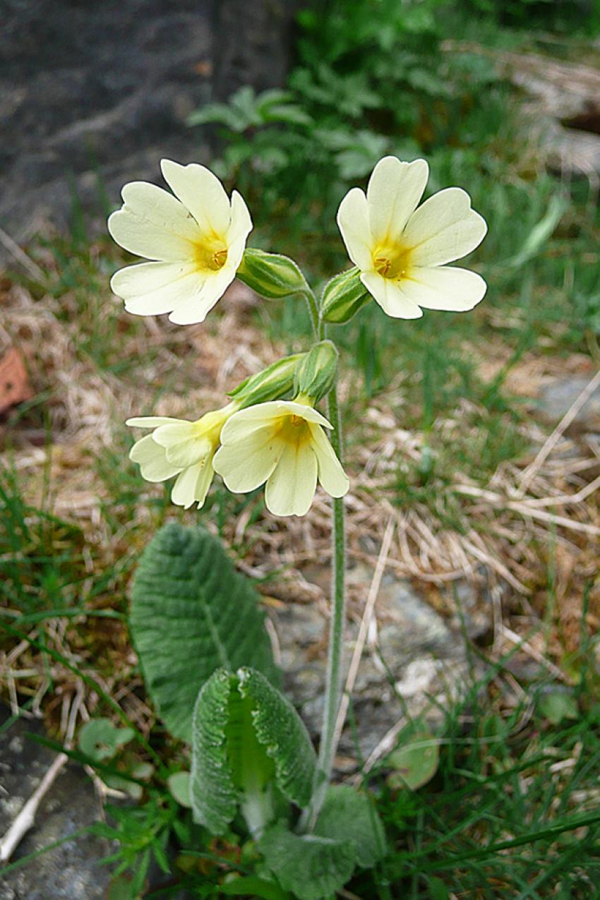 Printemps à Azet (Htes Pyrénées)