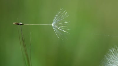 Œuvre de tetedelinotte: piégée...