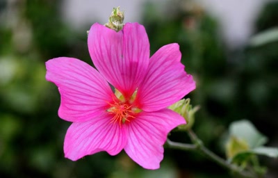 Œuvre de rami68: Chez Momo