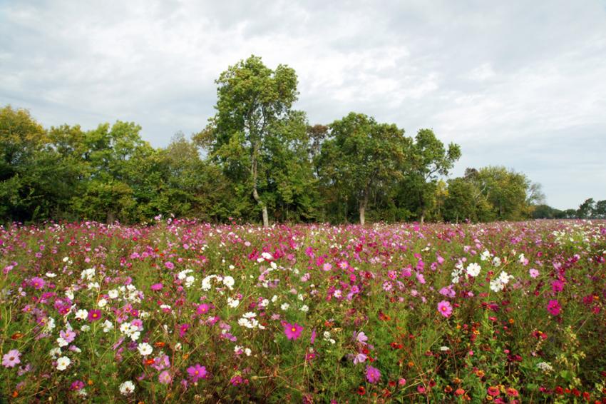Le Médoc en fleurs