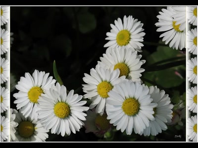 Œuvre de Zvrki: Paquarettes 23411 3