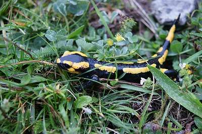 Salamandre