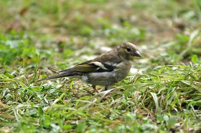Résultat de recherche: Gentil passereau