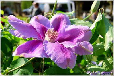 Œuvre de Pgarnier: Une fleure de printemps.