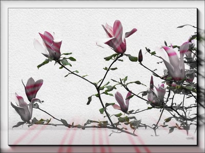 Œuvre de Zvrki: Fleurs 23411 2