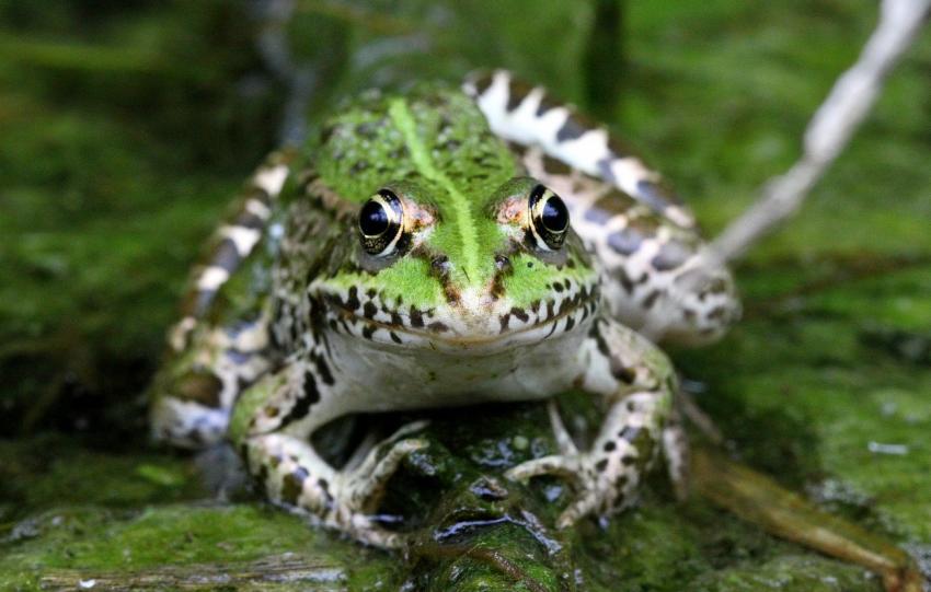 Coucou le photographe !